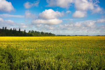 Blue sky with a clouds over field of blossoming sunflowers, Ukraine. Flag color
