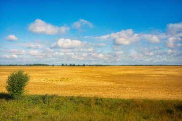 Blue sky with a clouds over field of wheat, Ukraine