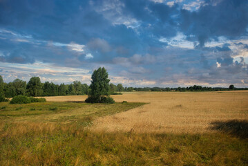 Blue sky with a clouds over field of wheat, Ukraine