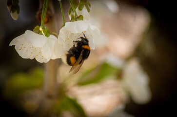 Hummel Kirschblüte Makro - Bee Cherry Nature