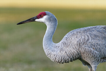 Profile of a Sandhill Crane in Florida