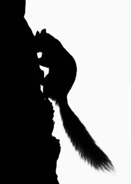 Silhouette of a squirrel climbing a tree, Lithuania