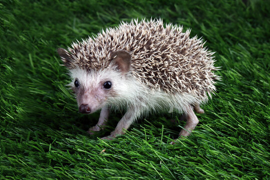Close-up of a baby hedgehog (hoglet) on a lawn, Indonesia
