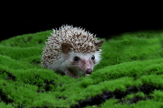 Close-up of a baby hedgehog (hoglet) on moss, Indonesia