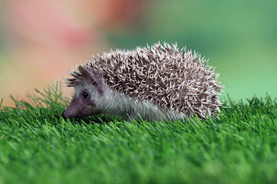 Close-up of a baby hedgehog (hoglet) on a lawn, Indonesia