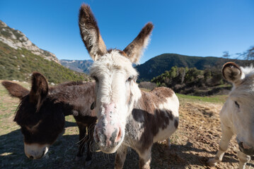 Catalan donkeys in the Pyrenees in Spain