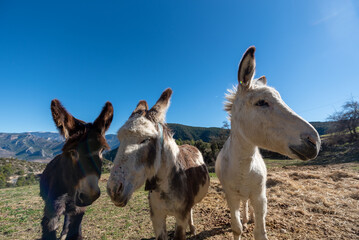 Catalan donkeys in the Pyrenees in Spain