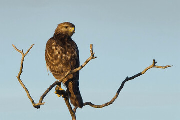 Red-shouldered Hawk perched at sunset. Captured in a South Florida countryside.
