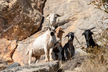 Wild goats in the Pyrenees mountains.