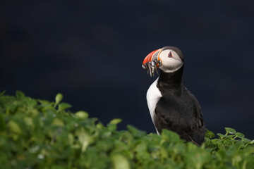 Papageitaucher / Atlantic puffin / Fratercula arctica..