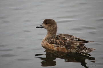 Schnatterente / Gadwall / Mareca strepera