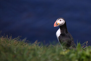 Papageitaucher / Atlantic puffin / Fratercula arctica