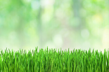 Natural background with fresh green grass with blurry bokeh background