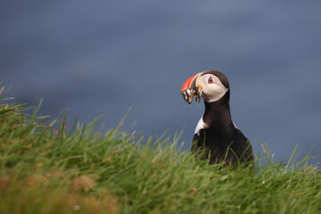 Papageitaucher / Atlantic puffin / Fratercula arctica..