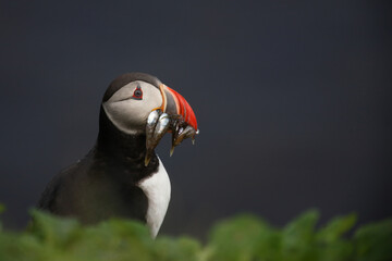 Papageitaucher / Atlantic puffin / Fratercula arctica..