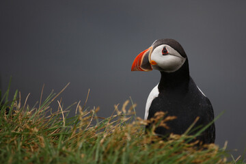 Papageitaucher / Atlantic puffin / Fratercula arctica