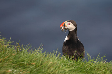 Papageitaucher / Atlantic puffin / Fratercula arctica..