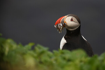 Papageitaucher / Atlantic puffin / Fratercula arctica..