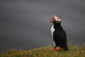 Papageitaucher / Atlantic puffin / Fratercula arctica..