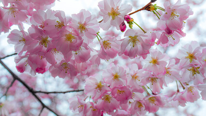 Cherry Blossom, Rittenhouse Square, Philadelphia