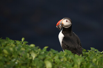 Papageitaucher / Atlantic puffin / Fratercula arctica..