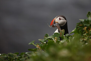 Papageitaucher / Atlantic puffin / Fratercula arctica..