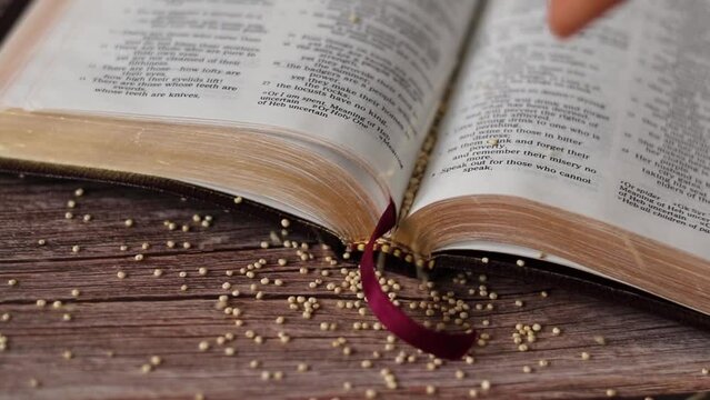 Mustard seeds spilled on open Holy Bible Book with wood background. A closeup. Christian biblical concept of strong faith, trust, and belief in God Jesus Christ.