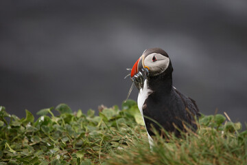 Papageitaucher / Atlantic puffin / Fratercula arctica..