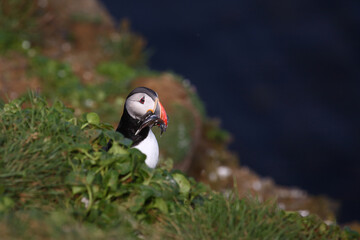 Papageitaucher / Atlantic puffin / Fratercula arctica..