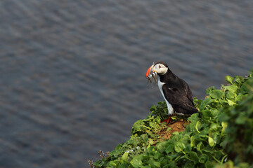 Papageitaucher / Atlantic puffin / Fratercula arctica..