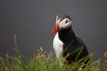 Papageitaucher / Atlantic puffin / Fratercula arctica
