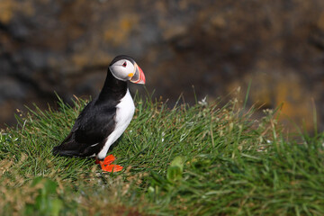 Papageitaucher / Atlantic puffin / Fratercula arctica