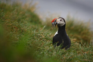 Papageitaucher / Atlantic puffin / Fratercula arctica..