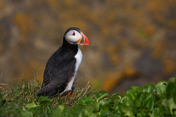 Papageitaucher / Atlantic puffin / Fratercula arctica