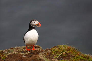Papageitaucher / Atlantic puffin / Fratercula arctica