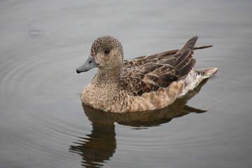 Schnatterente / Gadwall / Mareca strepera