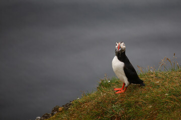 Papageitaucher / Atlantic puffin / Fratercula arctica..