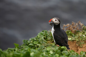 Papageitaucher / Atlantic puffin / Fratercula arctica..