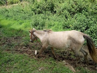 horse