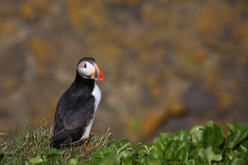 Papageitaucher / Atlantic puffin / Fratercula arctica