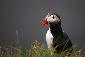 Papageitaucher / Atlantic puffin / Fratercula arctica