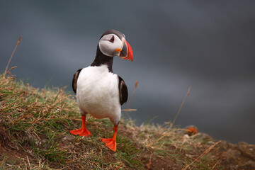 Papageitaucher / Atlantic puffin / Fratercula arctica