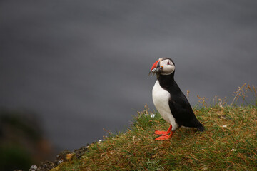 Papageitaucher / Atlantic puffin / Fratercula arctica..