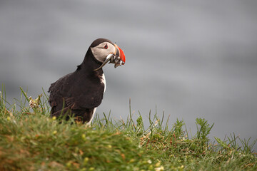 Papageitaucher / Atlantic puffin / Fratercula arctica..