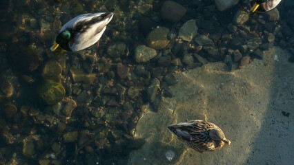 Top view of duck and drake swim on clear cold water natural background. A duck and drake wintering in the city.