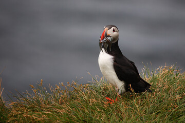 Papageitaucher / Atlantic puffin / Fratercula arctica..