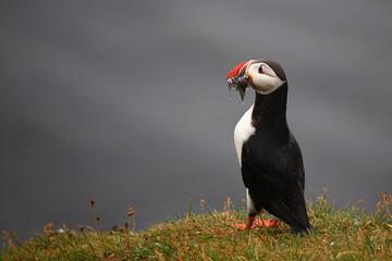 Papageitaucher / Atlantic puffin / Fratercula arctica..