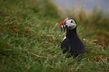 Papageitaucher / Atlantic puffin / Fratercula arctica..