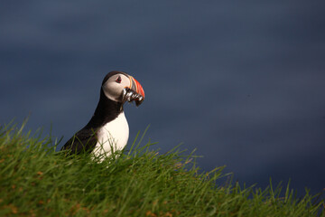 Papageitaucher / Atlantic puffin / Fratercula arctica..