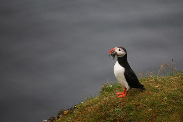 Papageitaucher / Atlantic puffin / Fratercula arctica..
